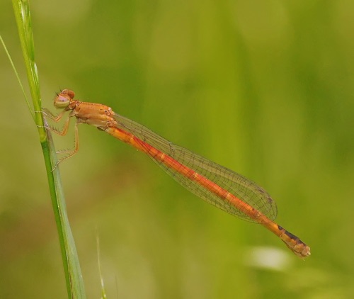 Female
2013_05_10_Floyd